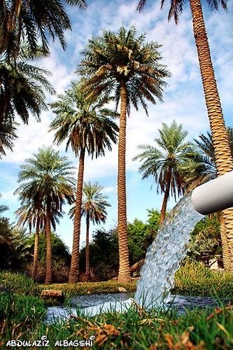 استيل المستكة