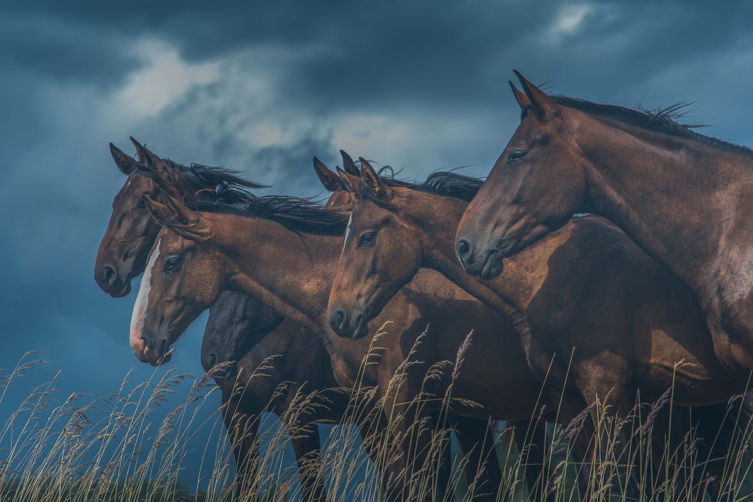 horses-field-against-sky - تابلوه حائط بدقة عالية للطباعة